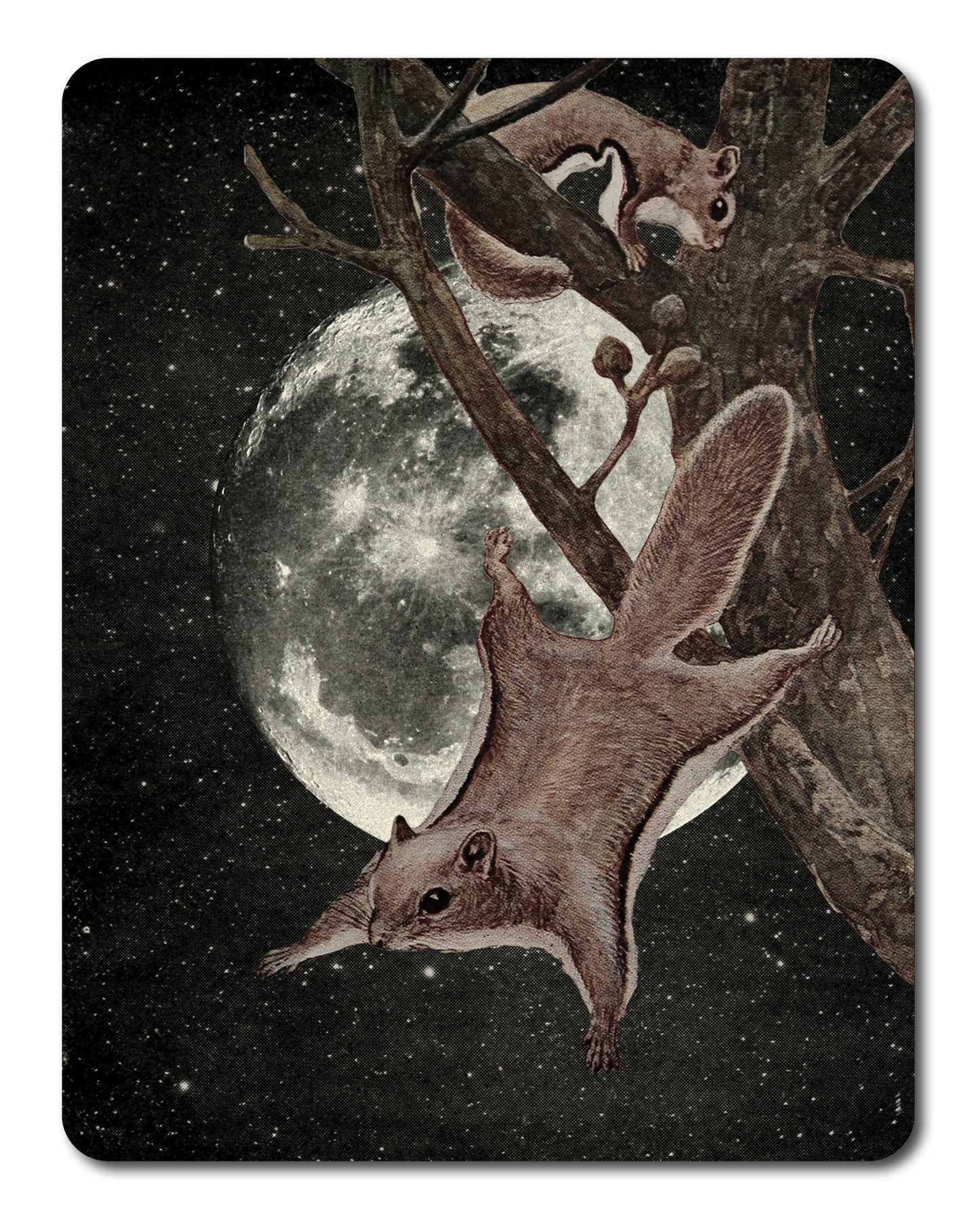 Squirrel Away - Sticker