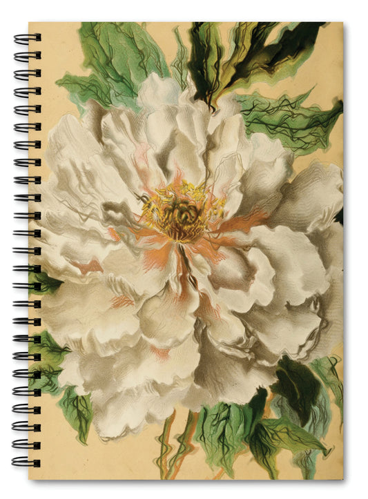Peony - Notebook