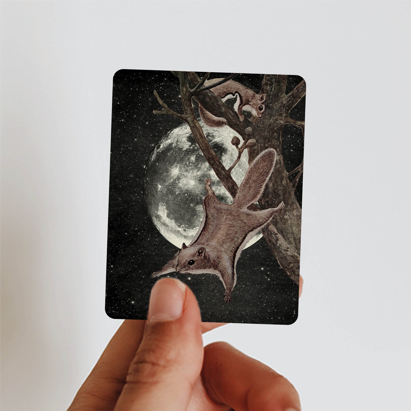 Squirrel Away - Sticker